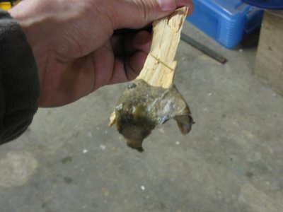 IMG_3004 (Large).JPG