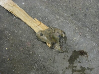 IMG_3009 (Large).JPG