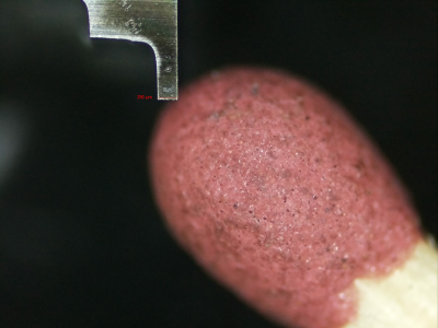 nuz a obligatni sirka.png