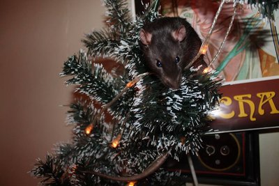 pan ČUMÍK_2 2014.jpg