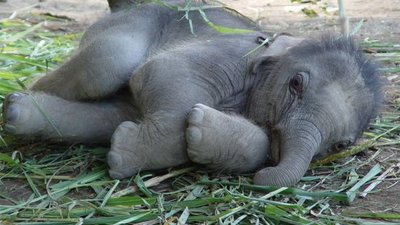 novorozené slůně.jpg